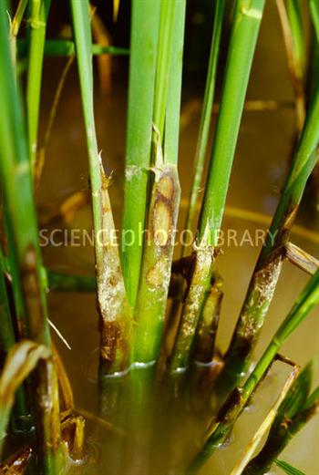 سوختگی غلاف برگ برنج